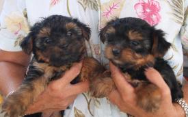 Tootsies teacup babies