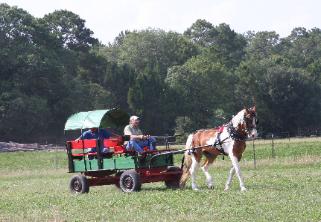 Tennessee Walking Horse and wagon
