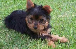 teacup Yorkie puppy