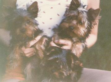 Champion sired Yorkie puppies