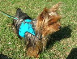 Lil Bit, Yorkie