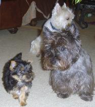 Samson, teacup Carter Yorkie